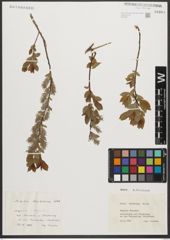 Foto von Salix starkeana Willd.
